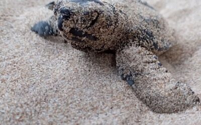 Un total de 86 tortugues careta neixen del niu de la platja de la Savinosa