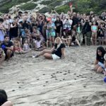 Alliberen al mar les últimes 36 tortugues careta del niu de la platja de la Savinosa