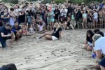 Alliberen al mar les últimes 36 tortugues careta del niu de la platja de la Savinosa