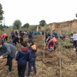 La Canonja organitza una plantada d’arbres popular a la riera de la Boella