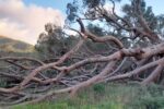 El fort vent parteix el Pi de les Planes, símbol de l’Aleixar i arbre monumental català